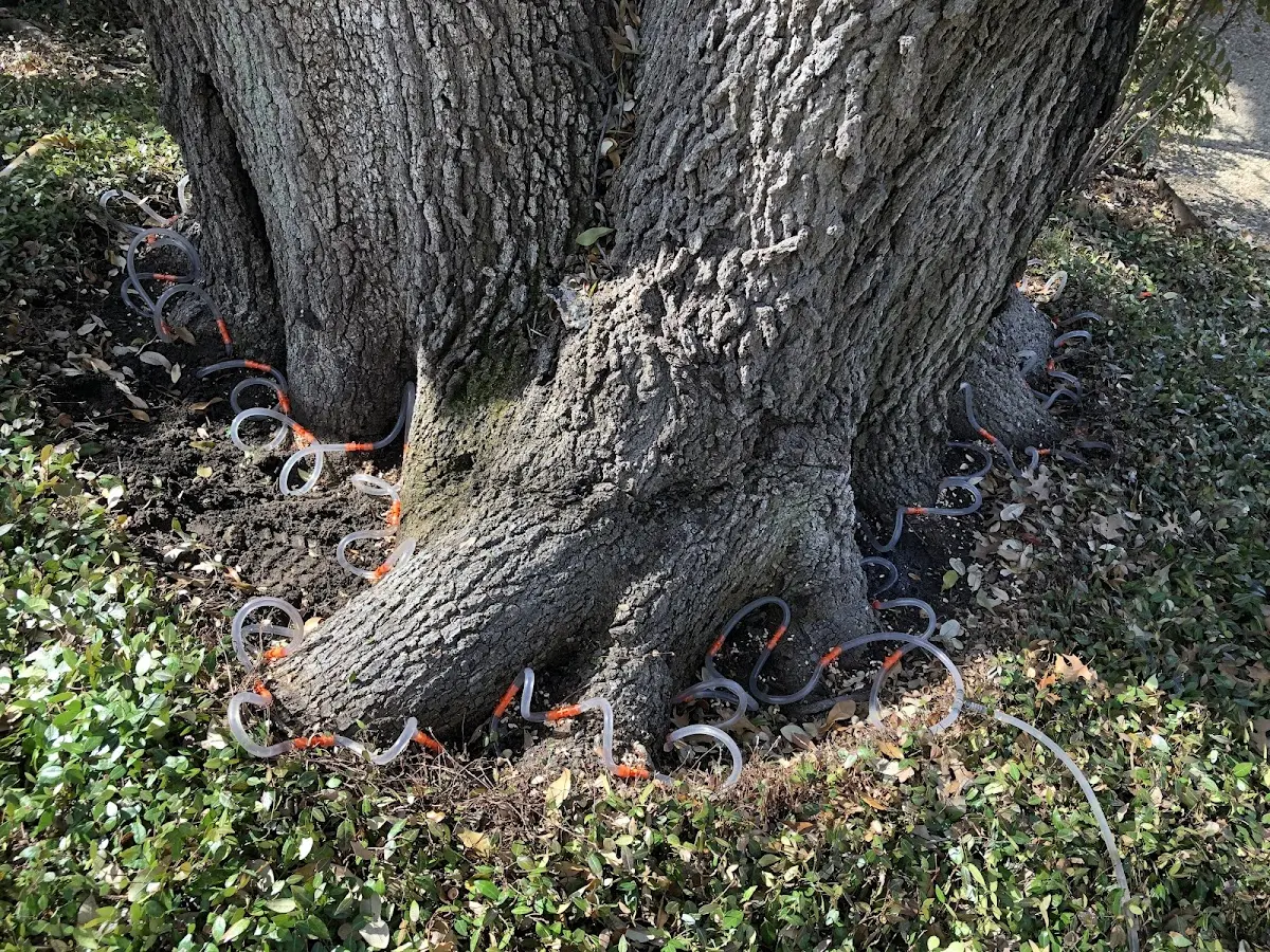 Detailed Tree Cabling and Bracing job site in Cedarbluff