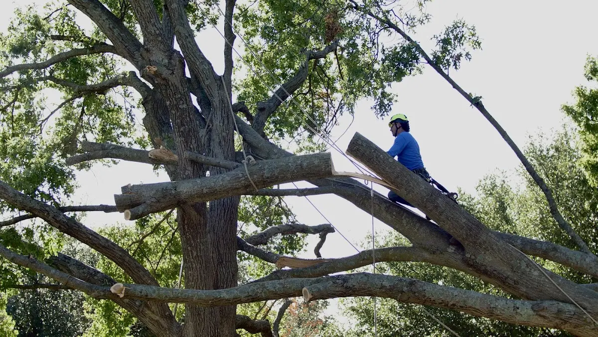 Professional Hazardous Tree Removal performed by certified arborists in Cedarbluff