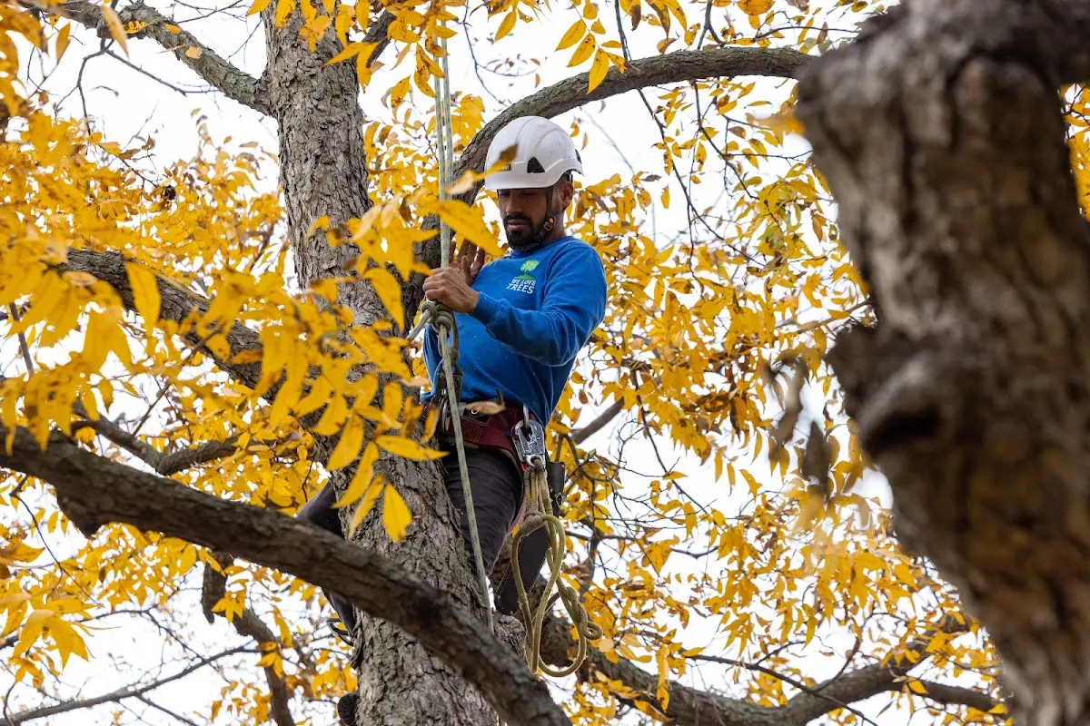 Skilled Dead Tree Removal crew working in Cedarbluff